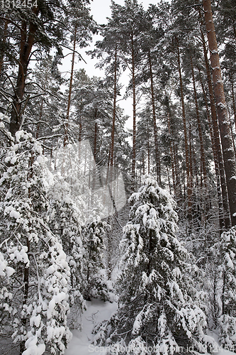 Image of Trees under the snow