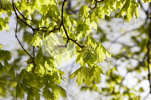 Image of First foliage