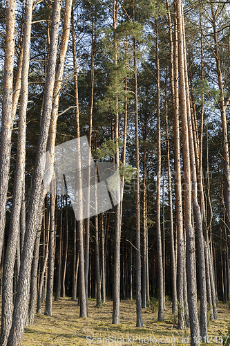 Image of Pine forest old