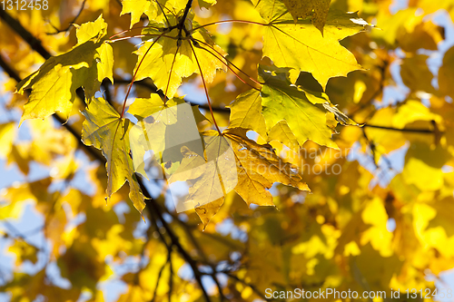 Image of colorful maple leaves