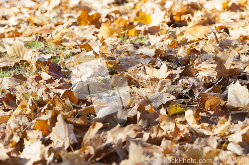 Image of fallen leaves on the ground