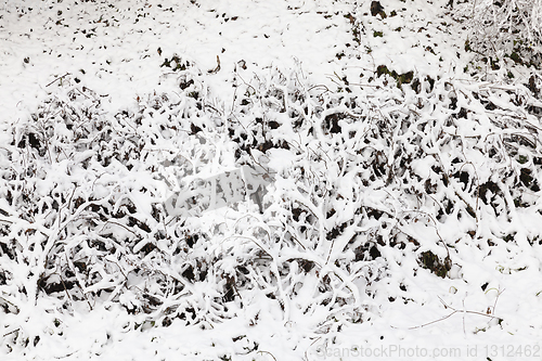 Image of snow-covered branches of a bush close up