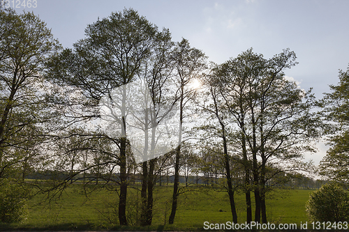 Image of Trees along the road