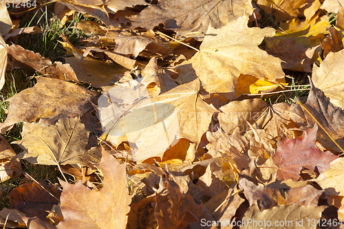 Image of The fallen maple leaves