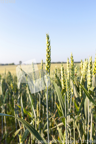 Image of green unripe cereal