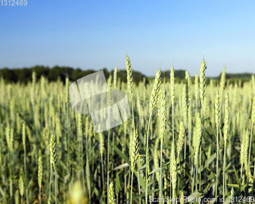 Image of green unripe cereal