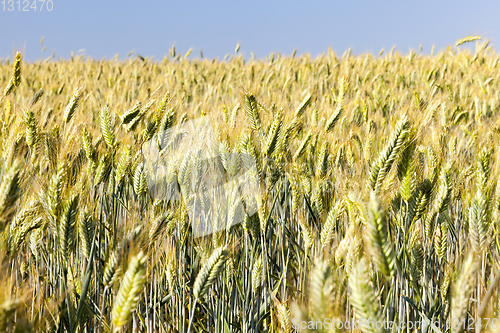 Image of mature yellowed grass