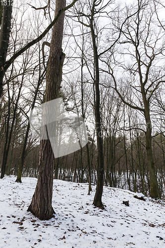 Image of Snow drifts in winter