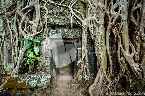 Image of Ancient stone door and tree roots, Ta Prohm temple, Angkor, Camb