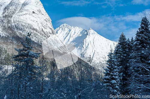 Image of snowy mountain peak above the forest