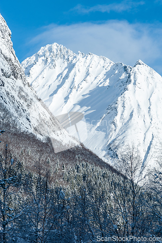 Image of snowy mountain peak above the forest