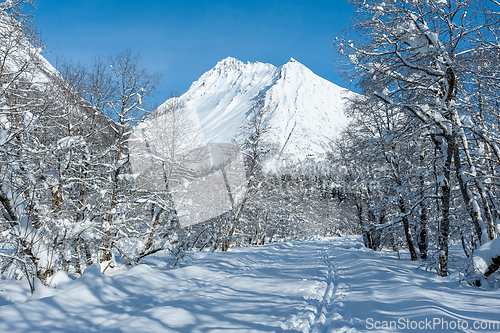 Image of ski track in the forest towards the Vassdal peak