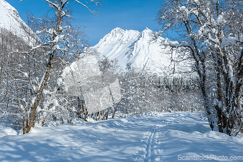 Image of ski track in the forest towards the Vassdal peak