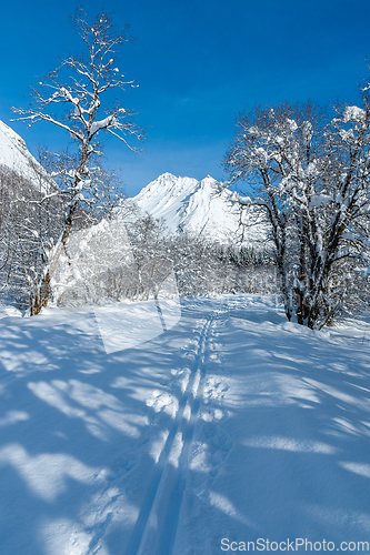 Image of ski track in the forest towards the Vassdal peak