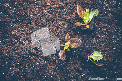 Image of Seedlings of lettice prepared for planting into fertile soil