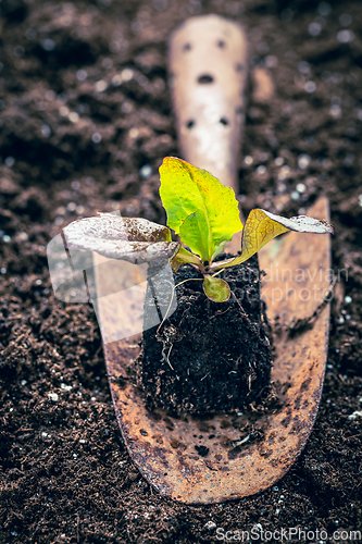 Image of Seedlings of lettice prepared for planting into fertile soil