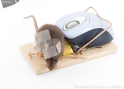 Image of Clever Mouse