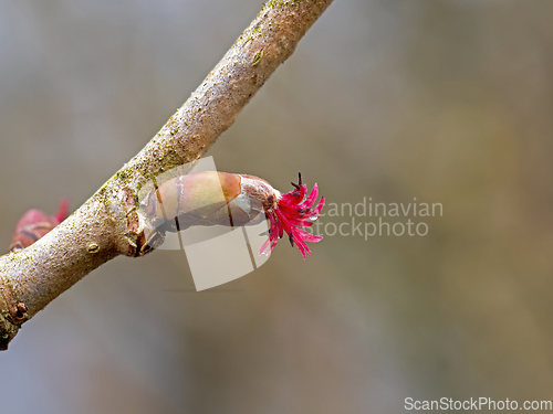 Image of Hazel Flower Female 