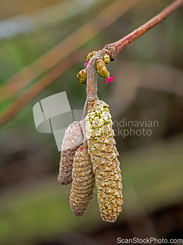 Image of Male and Female Hazel Flowers