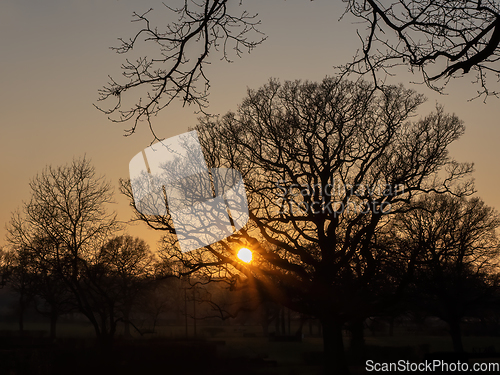 Image of Sunset Through Trees