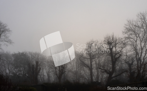 Image of Winter Trees in Mist 