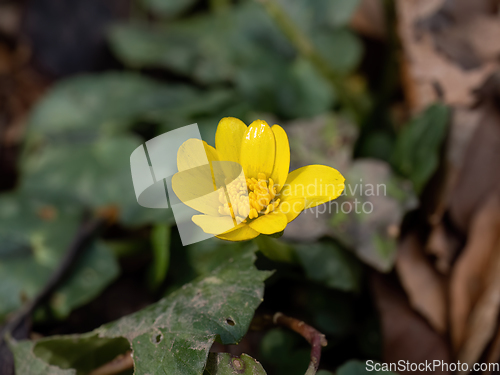 Image of Lesser Celandine in English Woodland