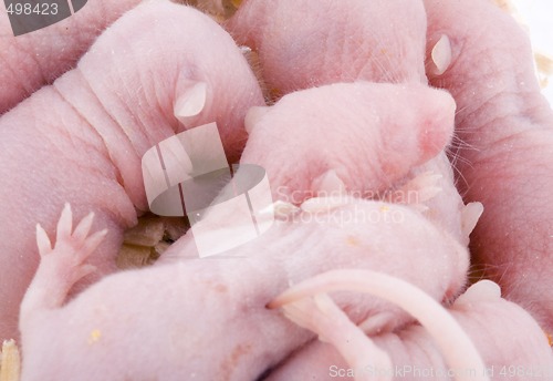Image of Baby Mice