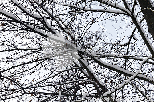 Image of Branches of a tree in the snow