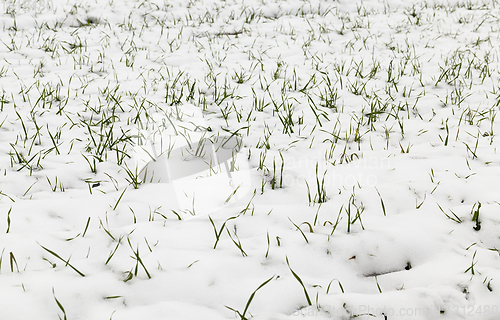 Image of wheat sprouts in the snow