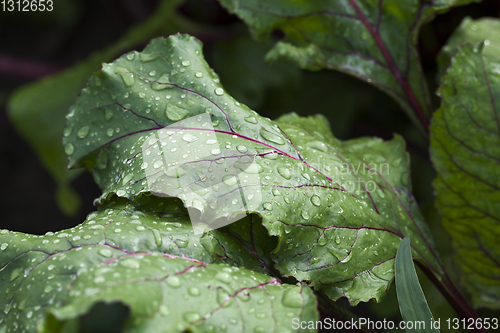 Image of tops of red beet