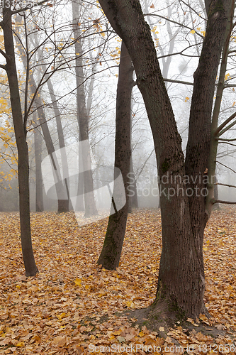 Image of late autumn in the park