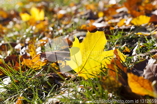 Image of Beautiful autumn foliage