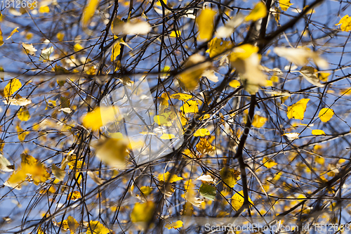 Image of beautiful yellow foliage