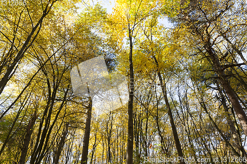 Image of Autumn park