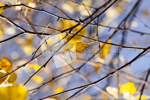 Image of beautiful yellow foliage