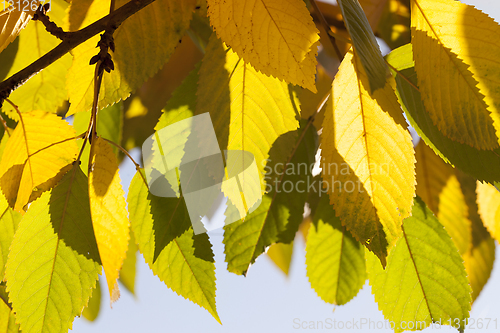Image of color of the foliage of trees