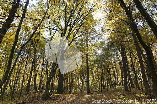 Image of Autumn park