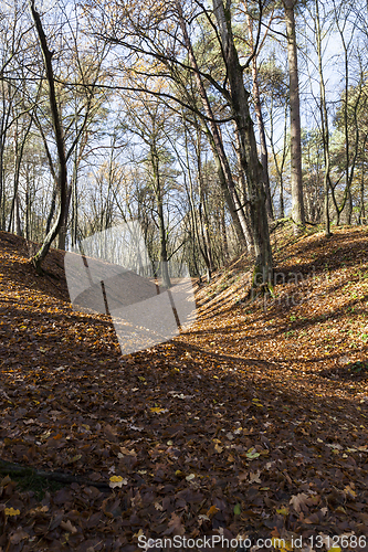 Image of Hilly terrain with deciduous maple trees