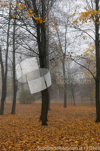 Image of late autumn in the park