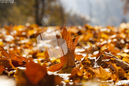 Image of autumn season