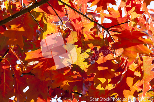 Image of The reddened oak foliage