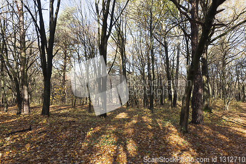 Image of Hilly terrain with deciduous maple trees