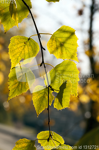 Image of color of the foliage of trees