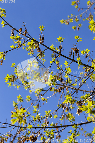 Image of new foliage and flowers on maple