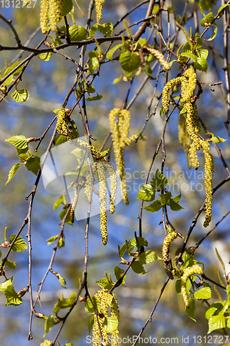 Image of catkins on birch