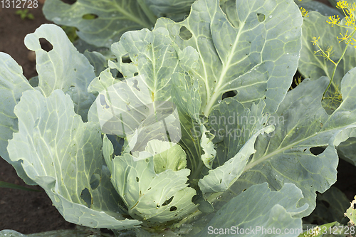 Image of Fresh head of cabbage