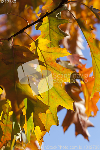 Image of Oak foliage