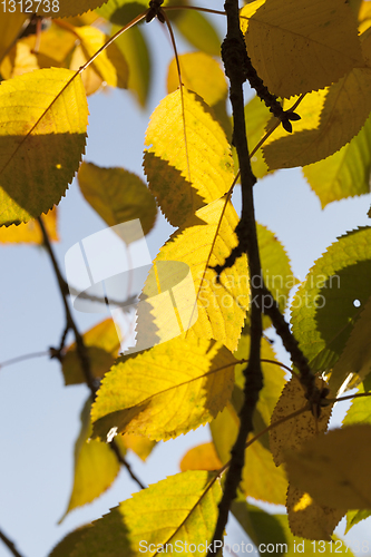 Image of color of the foliage of trees