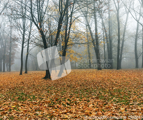 Image of late autumn in the park