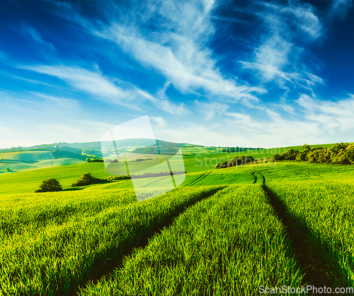 Image of Green fields of Moravia